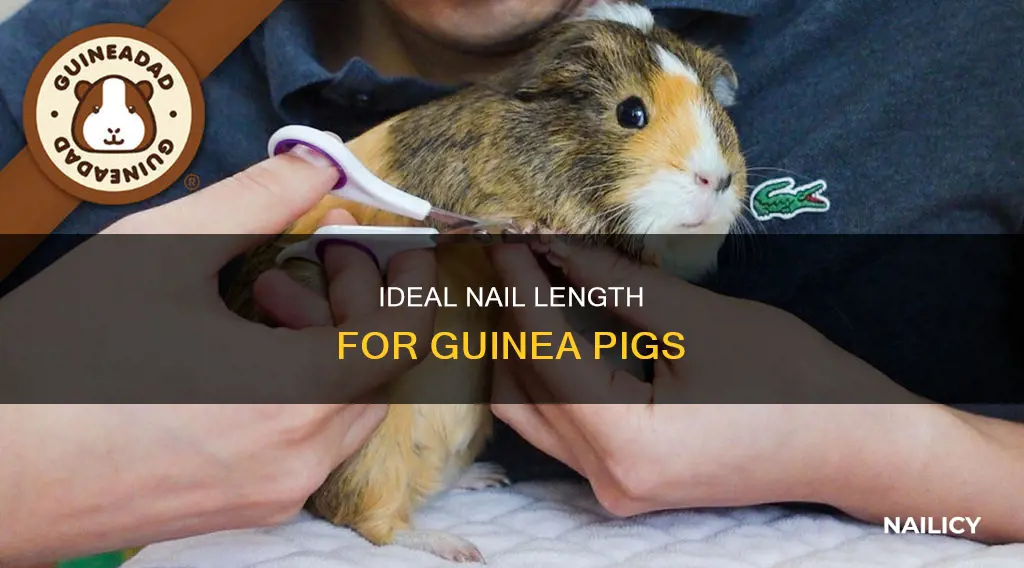 how long guinea pig nails should be