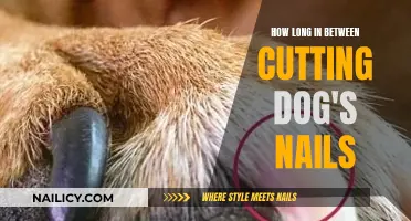 Keep Your Dog's Nails Trimmed: A Guide to Timing