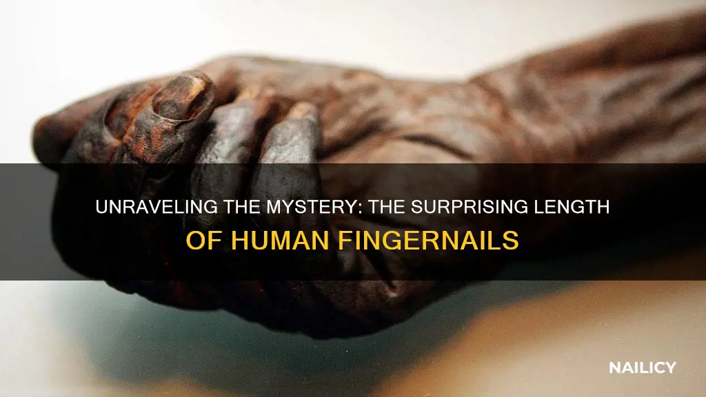 how long is a human finger nail