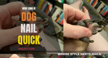 Understanding Your Dog's Quick: How Long is Too Long?