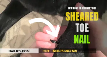 Healing a Dog's Sheared Toenail: What's the Timeline?