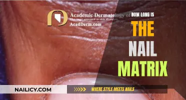 Understanding Nail Matrix: Its Length and Significance