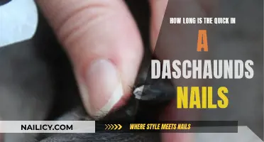 The Quick and the Nails: Dachshund Claws Explored