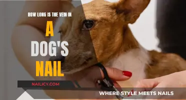 A Dog's Quick: Vein Length in Nails