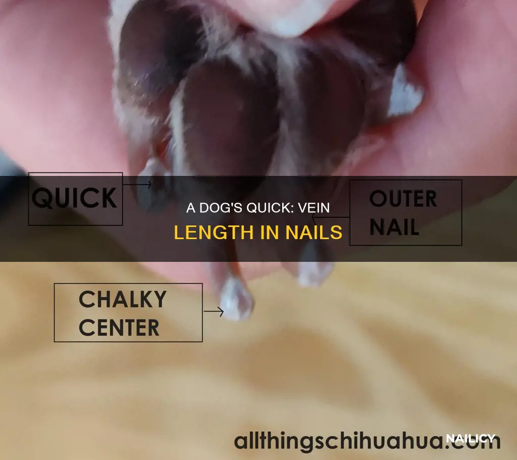 how long is the vein in a dog