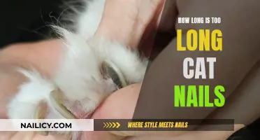 Cat Claw Clipping: When Do Nails Get Too Long?