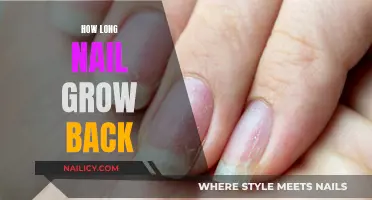 Nail Growth: How Quickly Do Nails Recover?