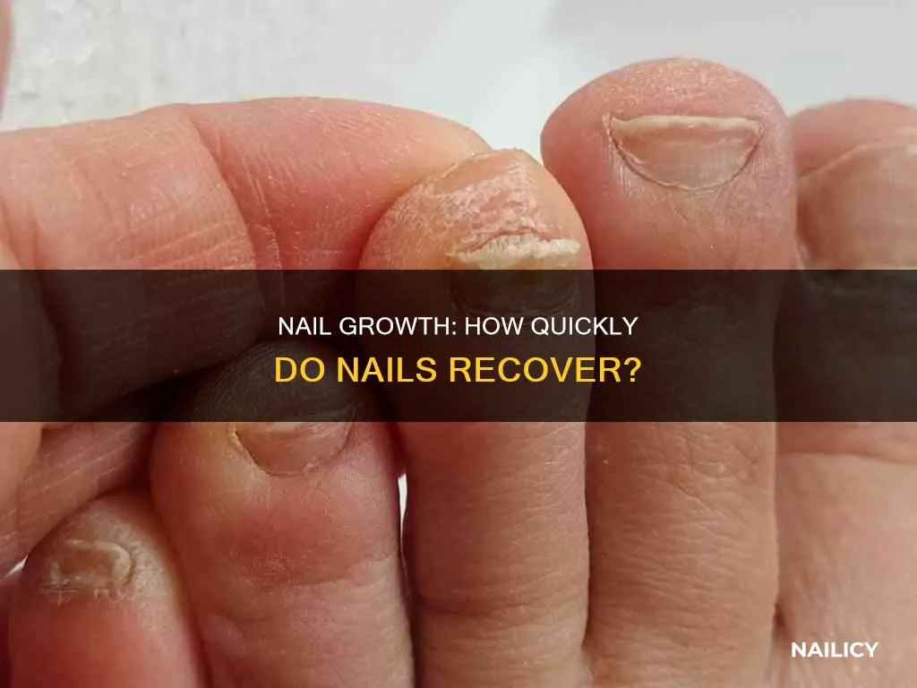 how long nail grow back