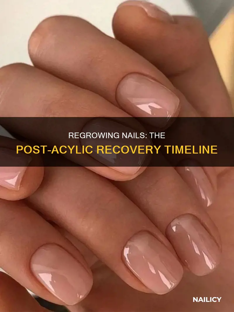 how long nails repair after acylic