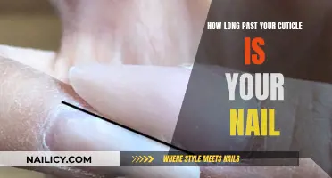 The Nail Bed Mystery: Cuticle to Nail Length Explored