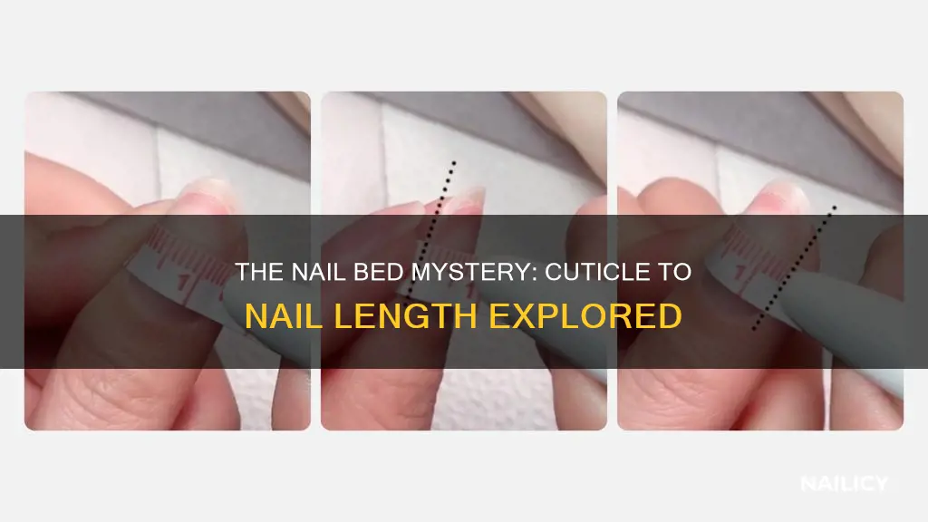 how long past your cuticle is your nail