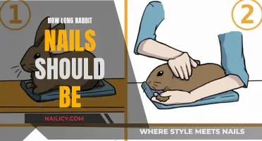 Ideal Rabbit Nail Length: How Short is Too Short?