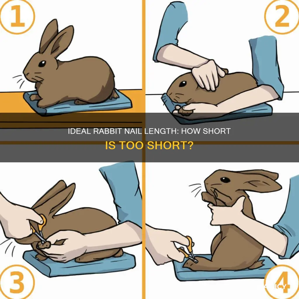 how long rabbit nails should be
