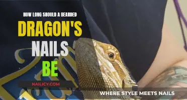 Bearded Dragon Nail Maintenance: Ideal Length and Trimming Tips