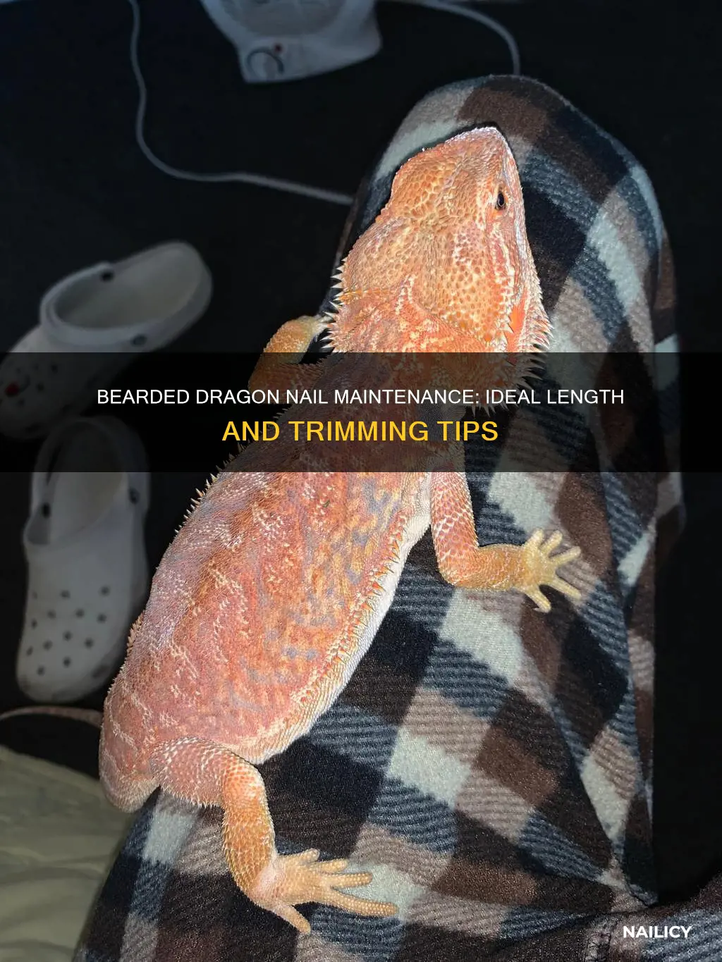 how long should a bearded dragon