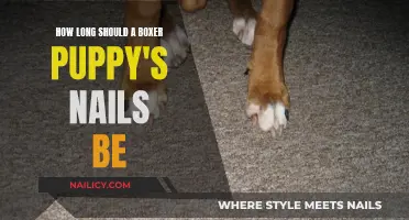 Keep Your Boxer Puppy's Nails Trimmed: Ideal Length