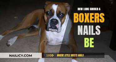 The Ideal Nail Length for Your Boxer