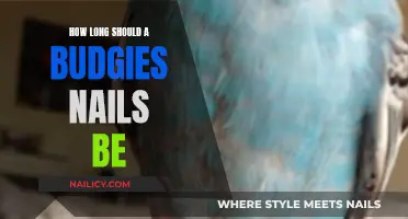 Budgie Nail Care: Ideal Length and Trimming Tips