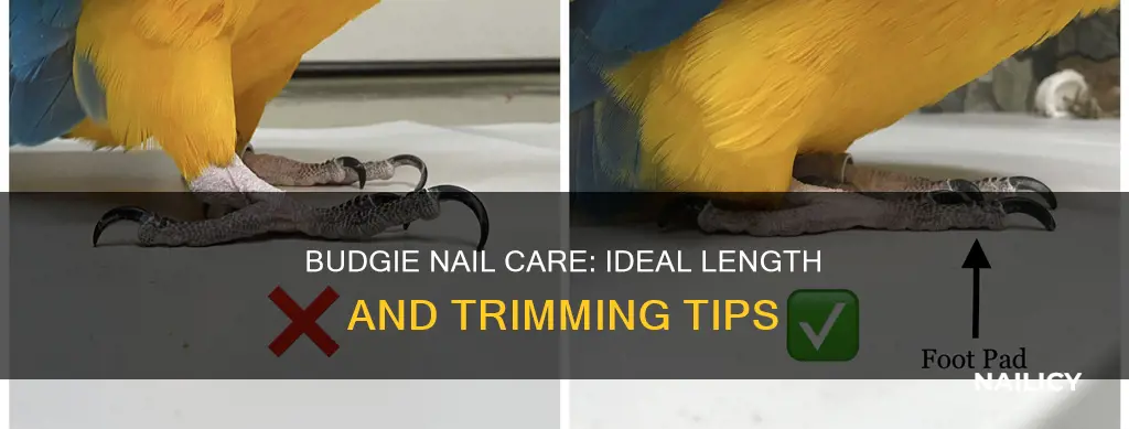 how long should a budgies nails be