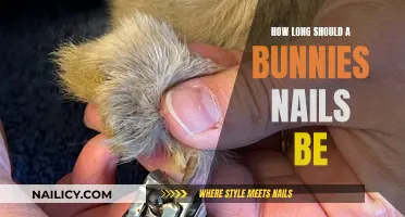 Bunny Nails: The Ideal Length and Trimming Tips
