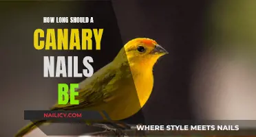 Canary Nail Maintenance: Ideal Length for Healthy Claws