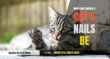 The Ideal Length for Your Cat's Nails