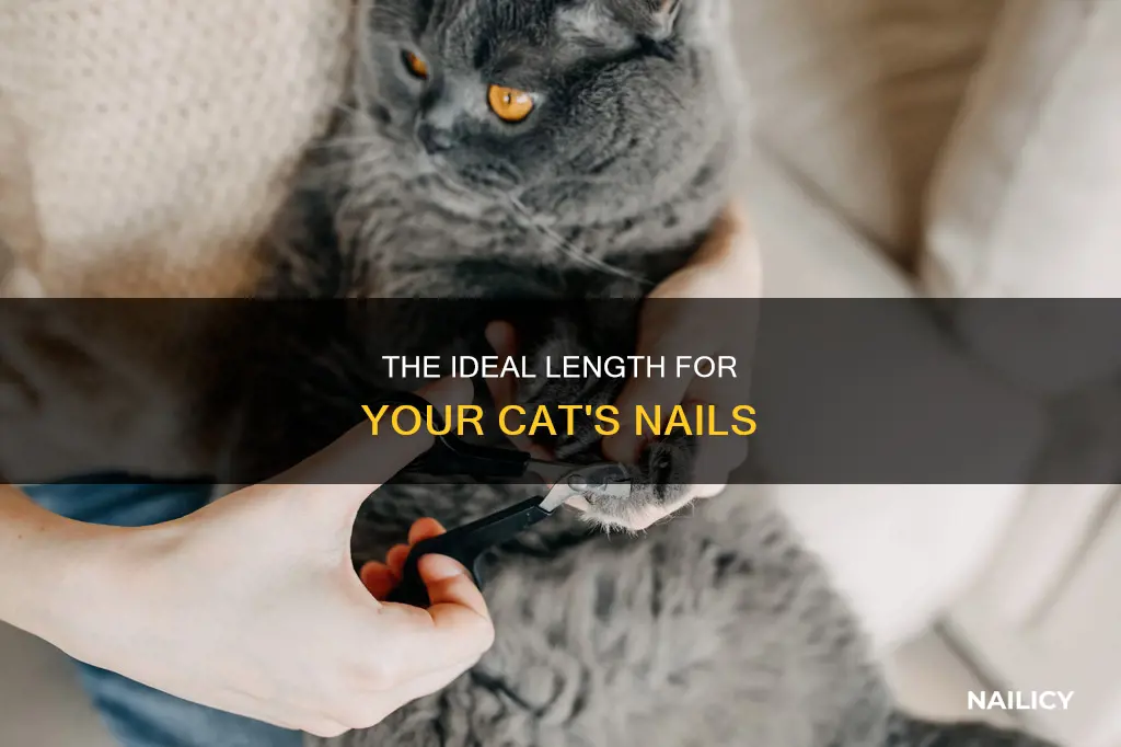 how long should a cat