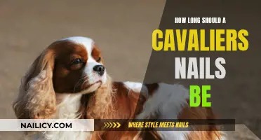 Keep Cavalier Nails Trimmed: Ideal Length and Trimming Tips