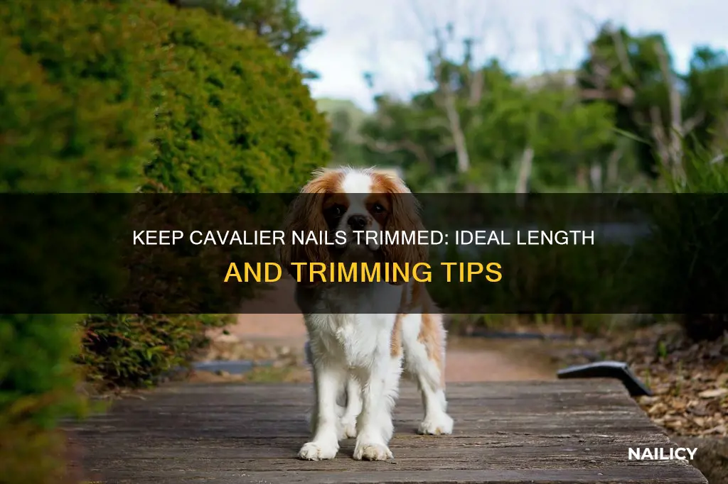 how long should a cavaliers nails be