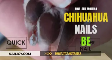 The Ideal Nail Length for Chihuahuas