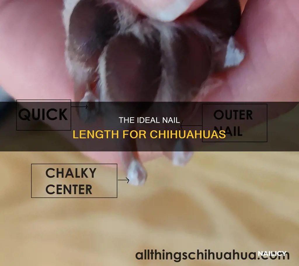 how long should a chihuahua nails be