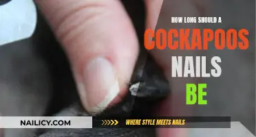 The Perfect Nail Length for Your Cockapoo