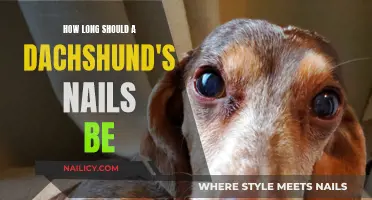 Keep Your Dachshund's Nails Trimmed to the Perfect Length