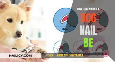 Ideal Dog Nail Length: How Short is Too Short?