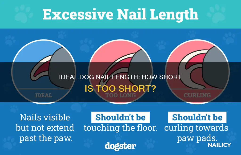 how long should a dog nail be