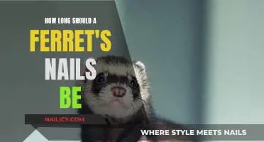 The Ideal Nail Length for Your Ferret