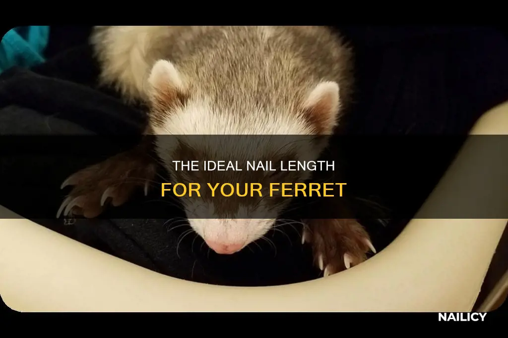 how long should a ferret