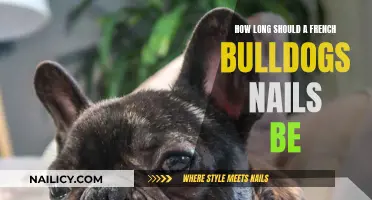French Bulldog Nails: How Short is Too Short?