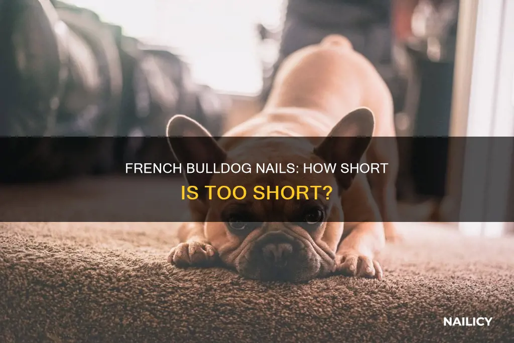 how long should a french bulldogs nails be