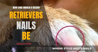 Golden Retriever Nail Care: The Ideal Length for Nails
