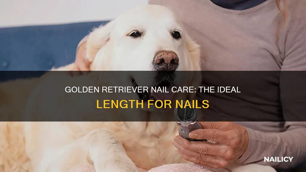 how long should a golden retrievers nails be
