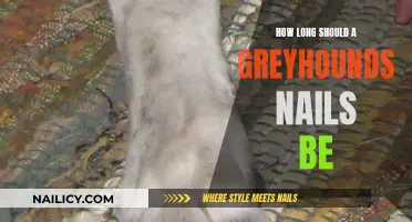Healthy Nails for Greyhounds: The Ideal Length