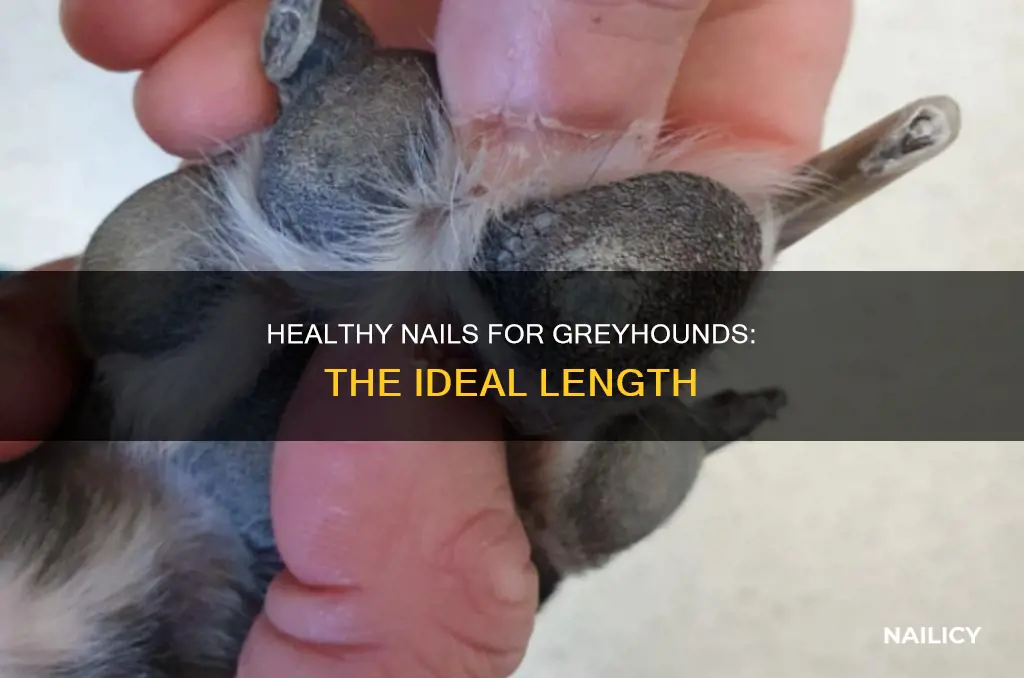 how long should a greyhounds nails be