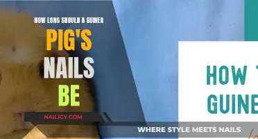 Guinea Pig Nail Care: The Ideal Nail Length