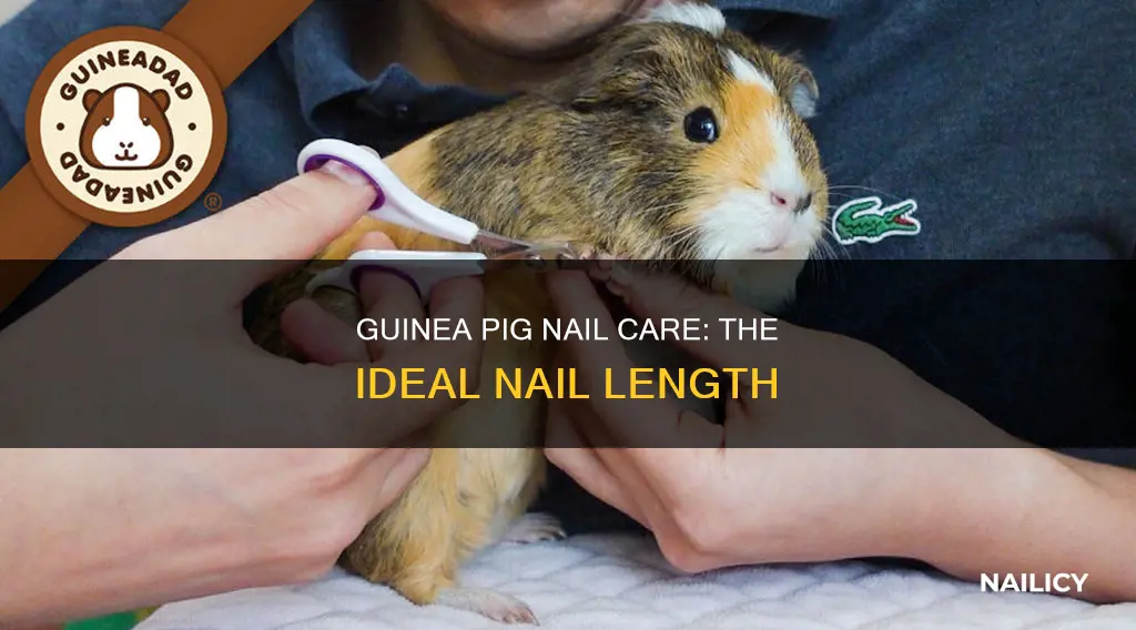 how long should a guinea pig