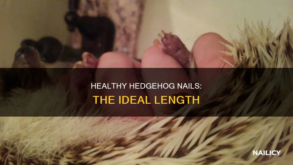 how long should a hedgehog