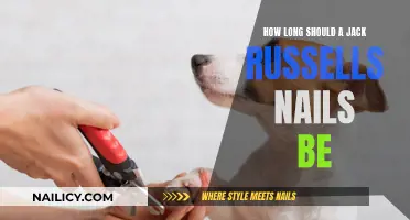 Jack Russell Nails: How Short is Too Short?