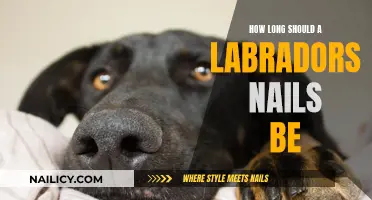 Keep Your Lab's Nails Trimmed: Ideal Length Guide