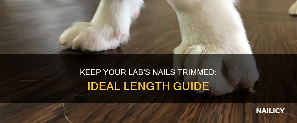 how long should a labradors nails be