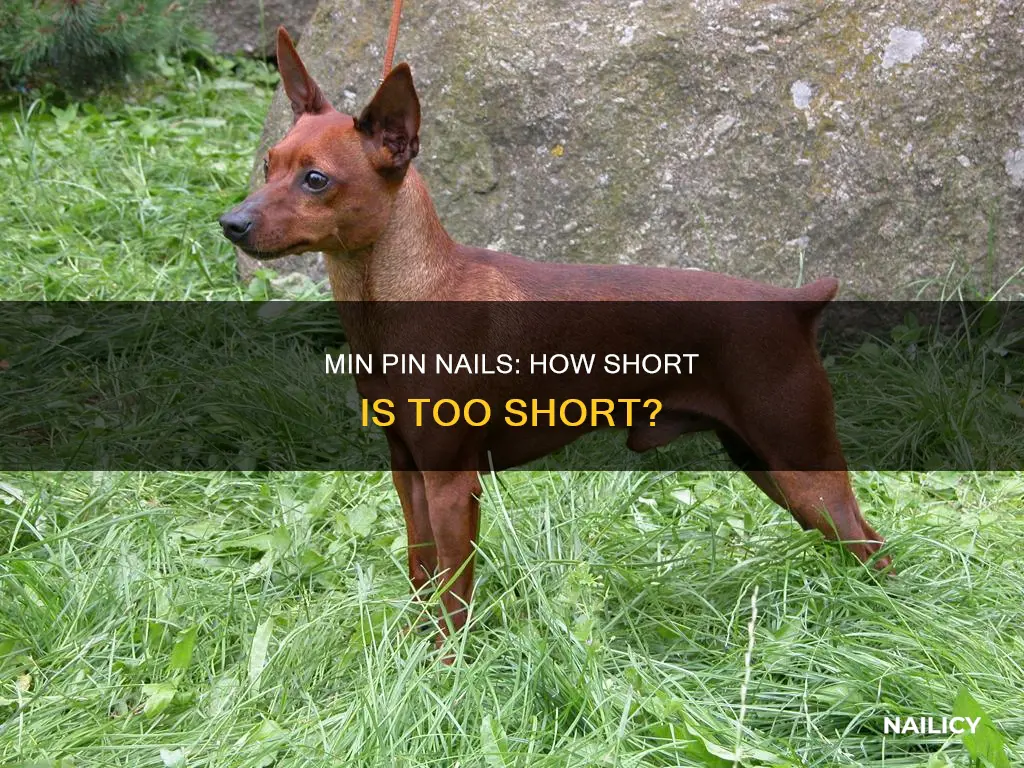 how long should a min pins nails be